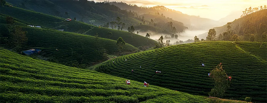 Munnar tea gardens misty hills