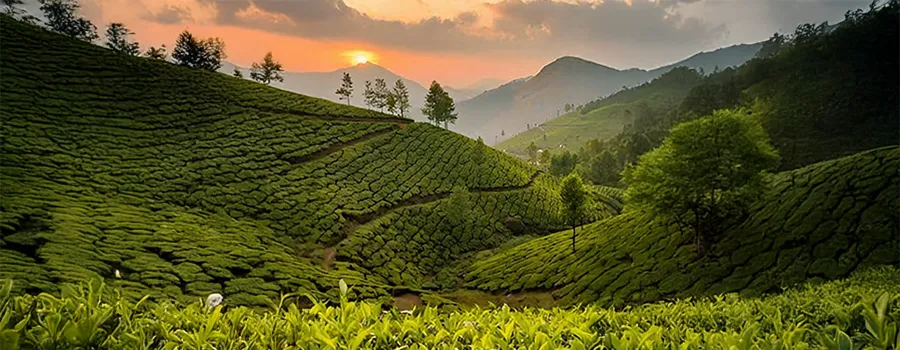 Munnar tea plantations misty hills