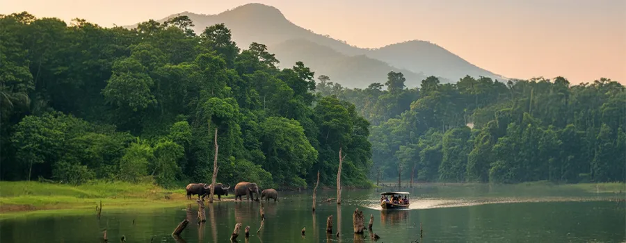 Thekkady forest Periyar Tiger Reserve