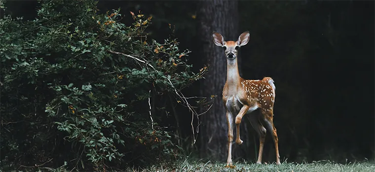 Kerala Hills to Golden shores