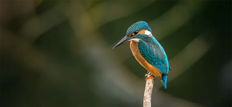 Kerala Grandeur Journey