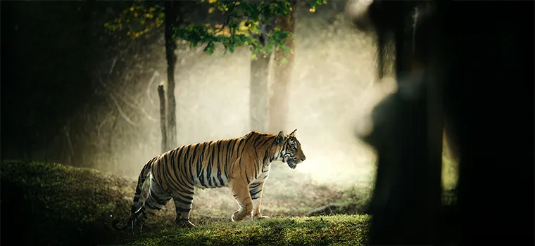 Kerala Coast & Hills