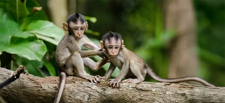 Nilgiris Royal Route