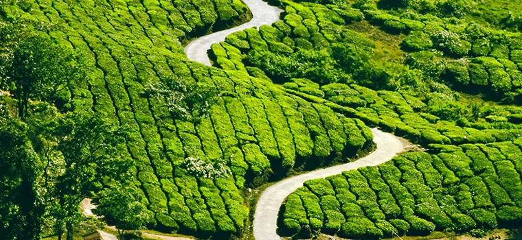 Kerala Signature Escape