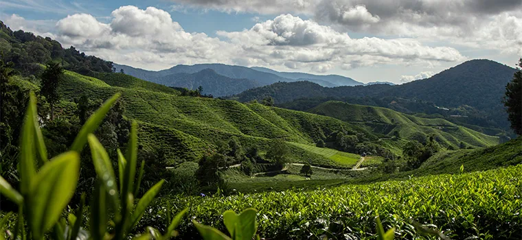 Mist & Metropolis Malaysia Tour