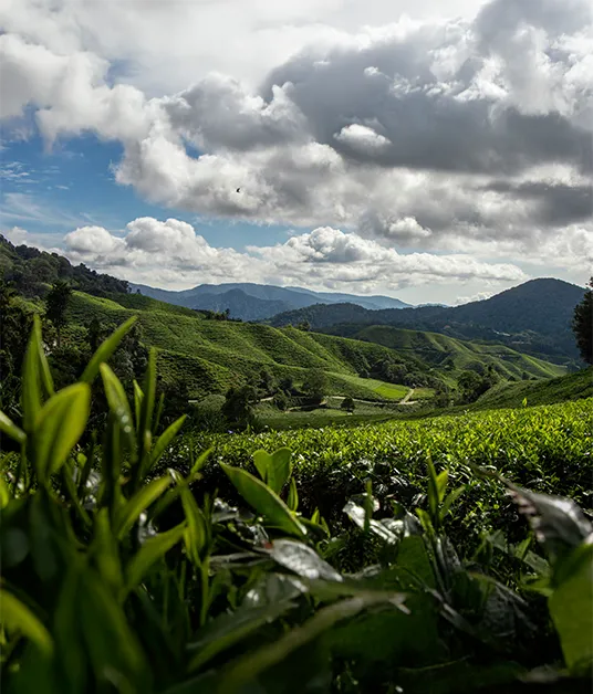 Mist & Metropolis Malaysia Tour